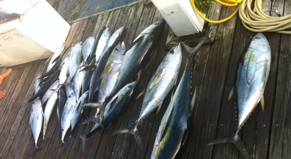 Double Header Sportfishing