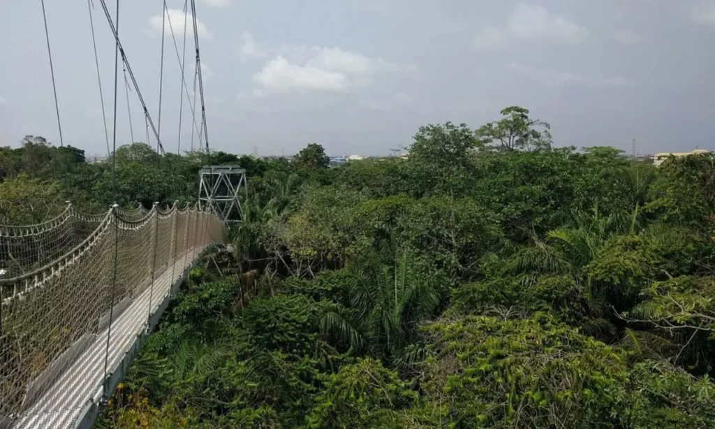 A long canopy walkway stretches above the trees at Lekki Conservation Centre.