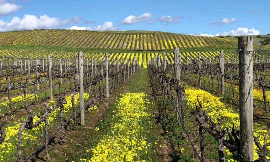 A vineyard with yellow flowers between the rows in Napa Valley, California.