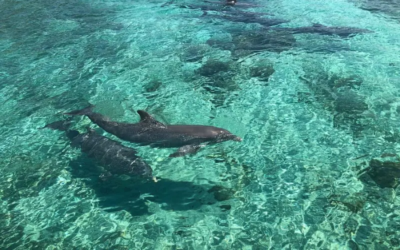 Dolphins swimming in clear water at Roatán Institute for Marine Sciences.