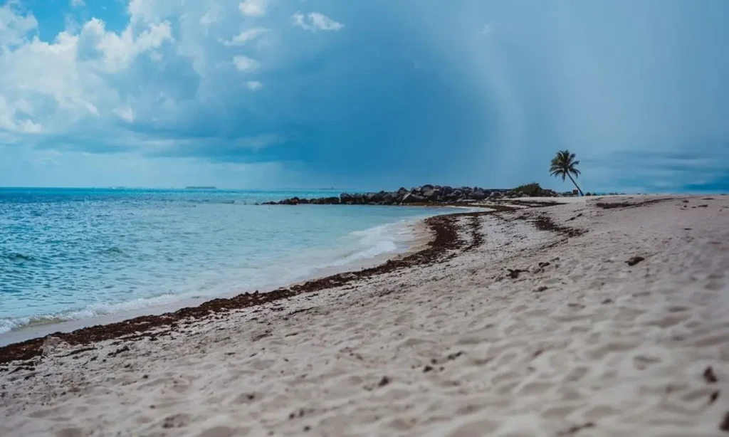 A sandy beach with turquoise water and a lone palm tree at Fort Zachary Taylor State Park.