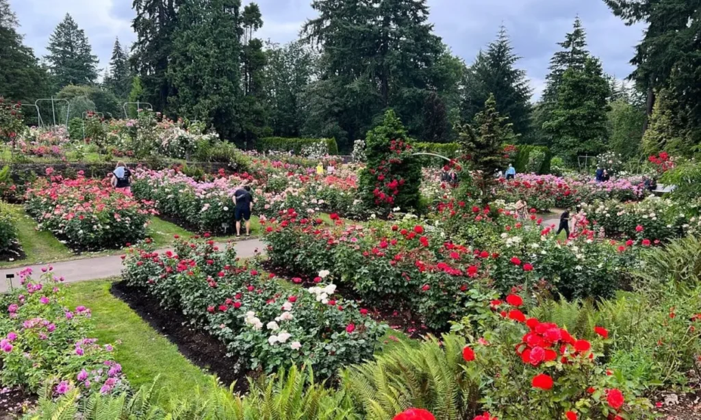 A hillside full of blooming roses at the International Rose Test Garden.