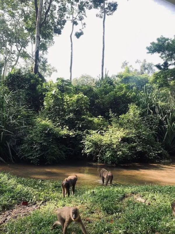 Monkeys walk near a river surrounded by lush forest at Afi Mountain Wildlife Sanctuary.