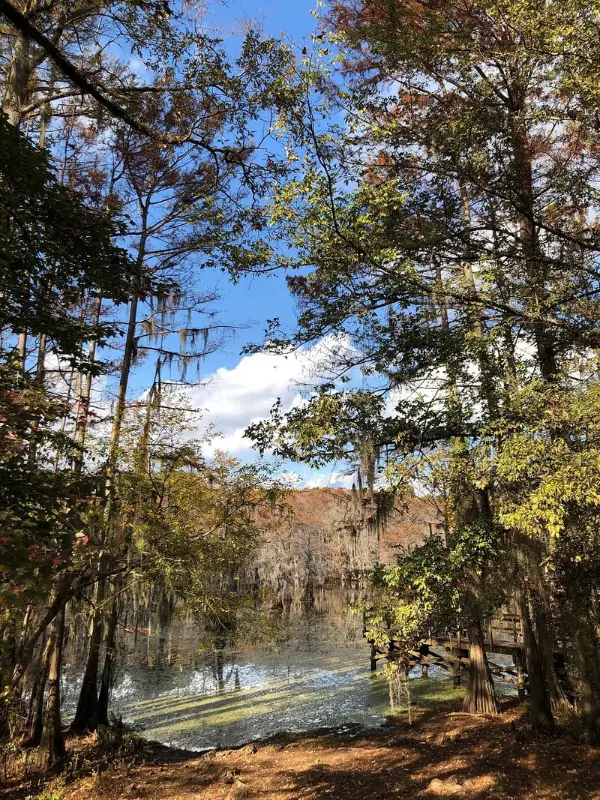 Cypress trees and still water at Caddo Lake.