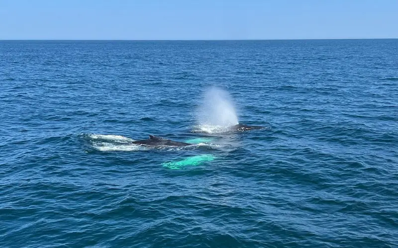 Whale surfacing in the ocean during Hyannis Whale Watcher Cruises.