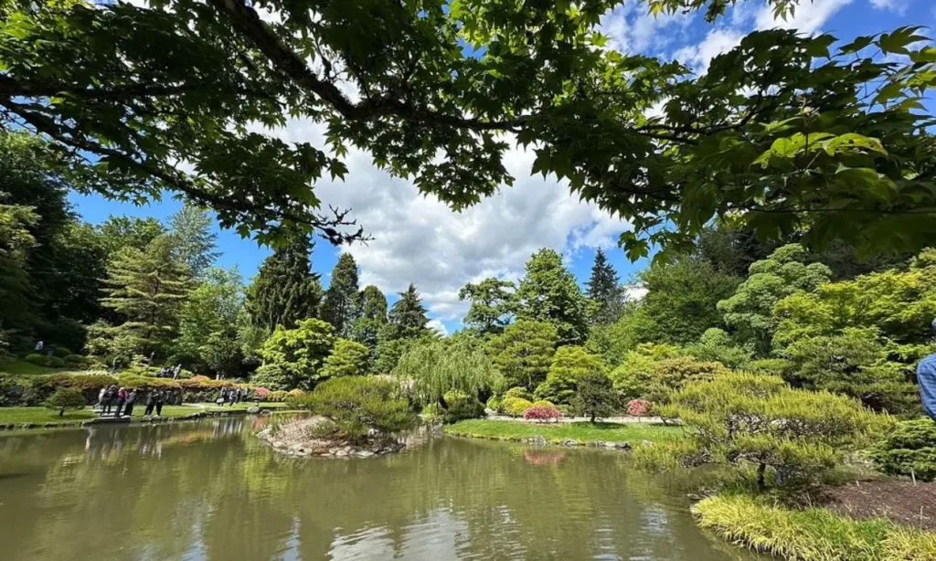 A pond and lush green trees in the Washington Park Arboretum.