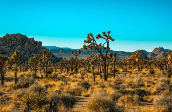 Amazing Things to Do in Joshua Tree National Park