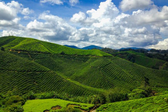 Cameron Highlands: Malaysia’s Coolest Hill Station (Literally)