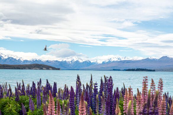 What to Do in Lake Tekapo: Chasing Lupins, Stars & New Zealand’s Bluest Water
