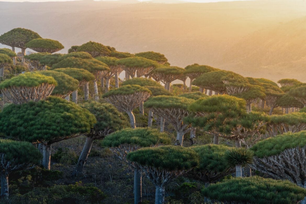 Best Things to do in Socotra, Yemen