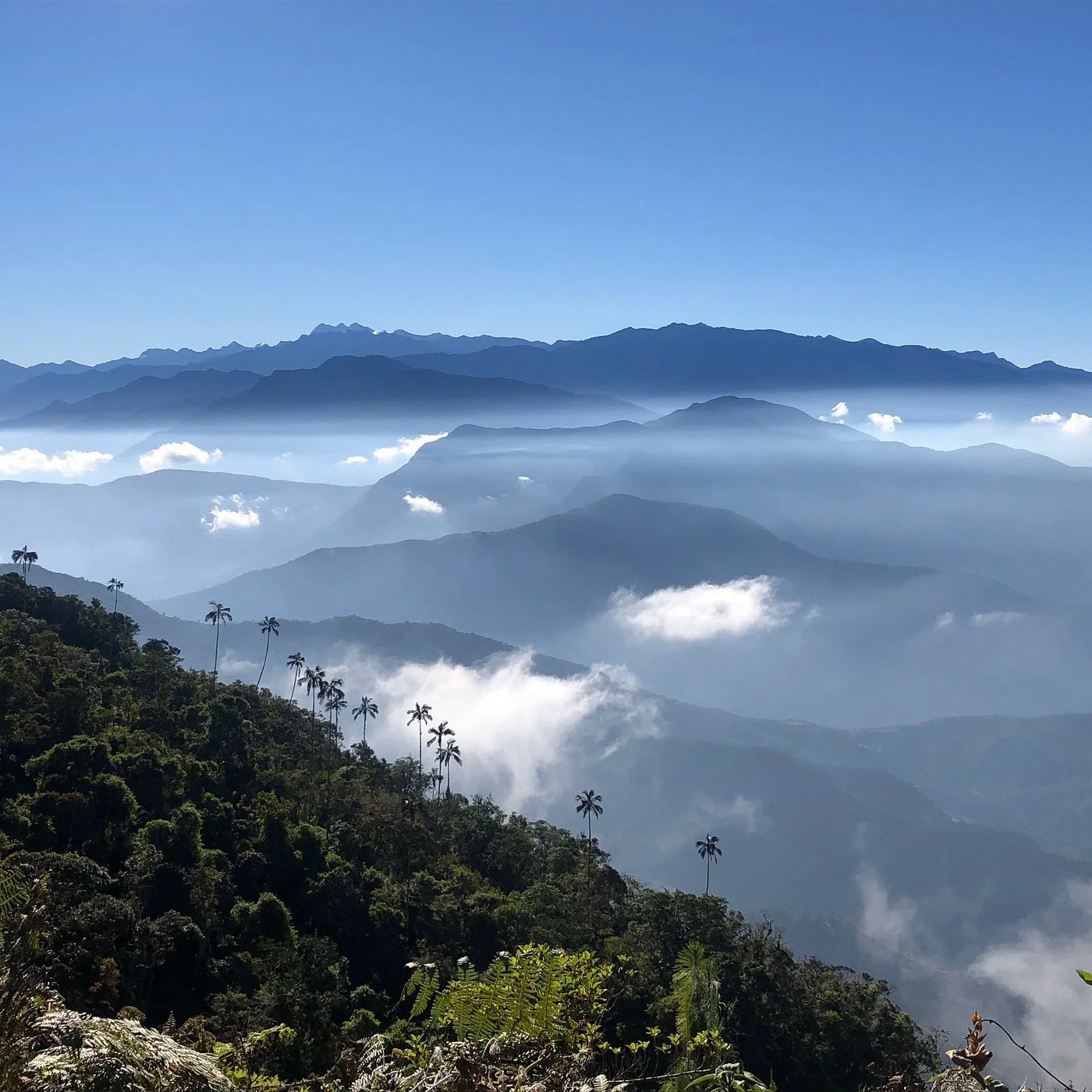 Layered mountain ranges of Sierra Nevada emerging through morning mist with tall palm trees in foreground jungle