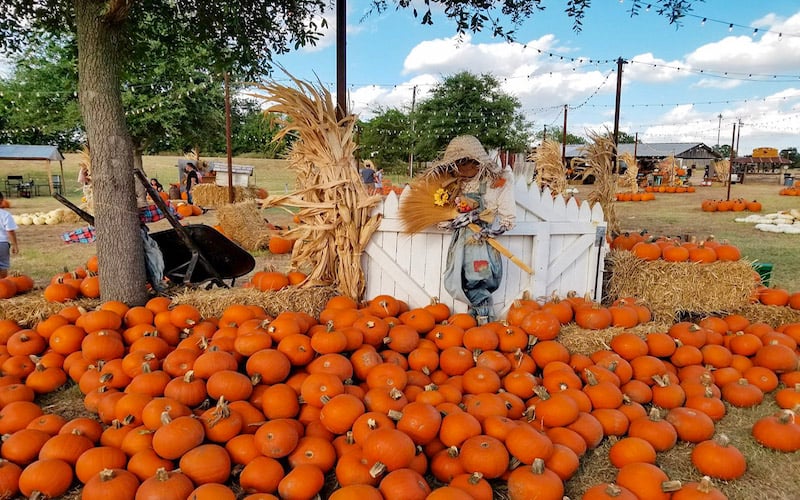 Halls Pumpkin Farm is a seasonal delight offering pumpkin picking, corn mazes, and family-friendly activities.