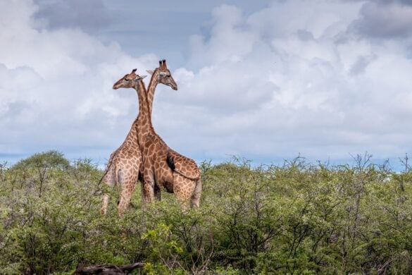 Most Beautiful Places in Namibia
