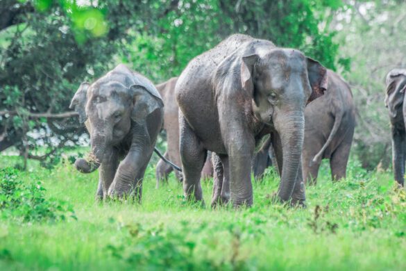 13 Places to Visit in Sri Lanka for Beaches, Temples & Tea Country Views