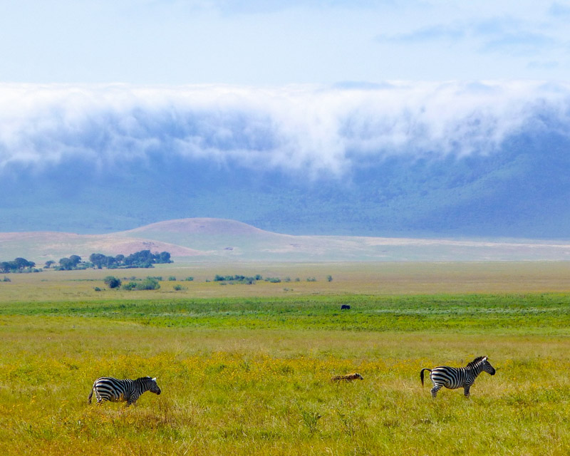 Zebras prancing in front of the mountains through the beautiful savannah wild grass in Ngorongoro Crater 