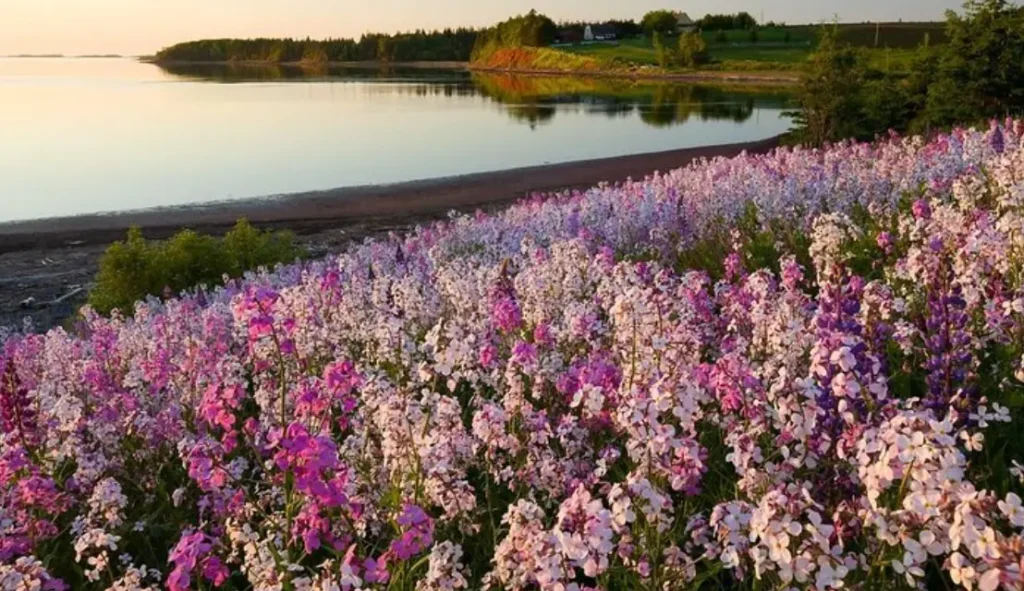 Central PEI