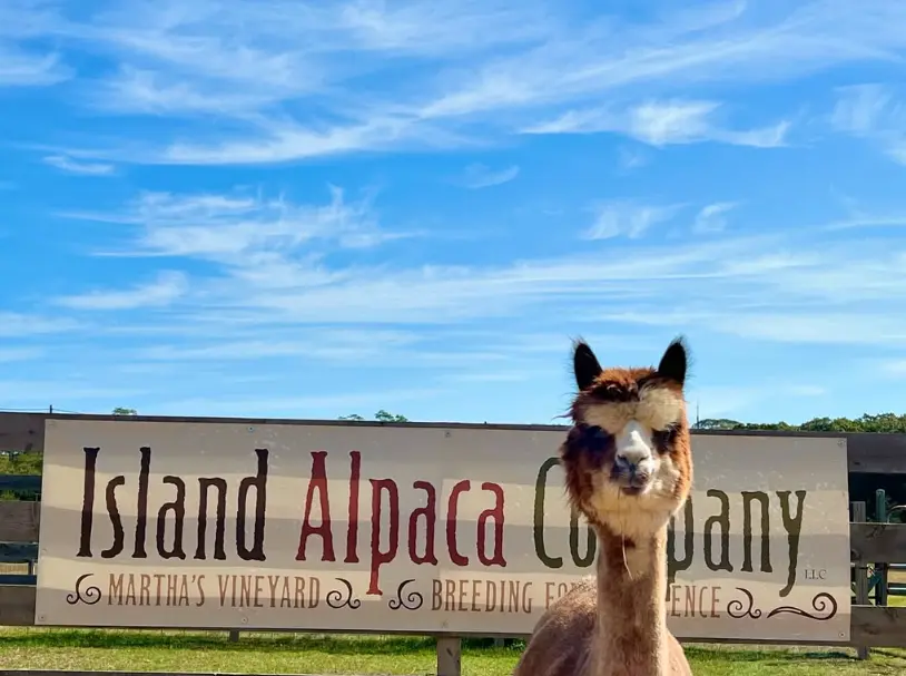 Island Alpaca