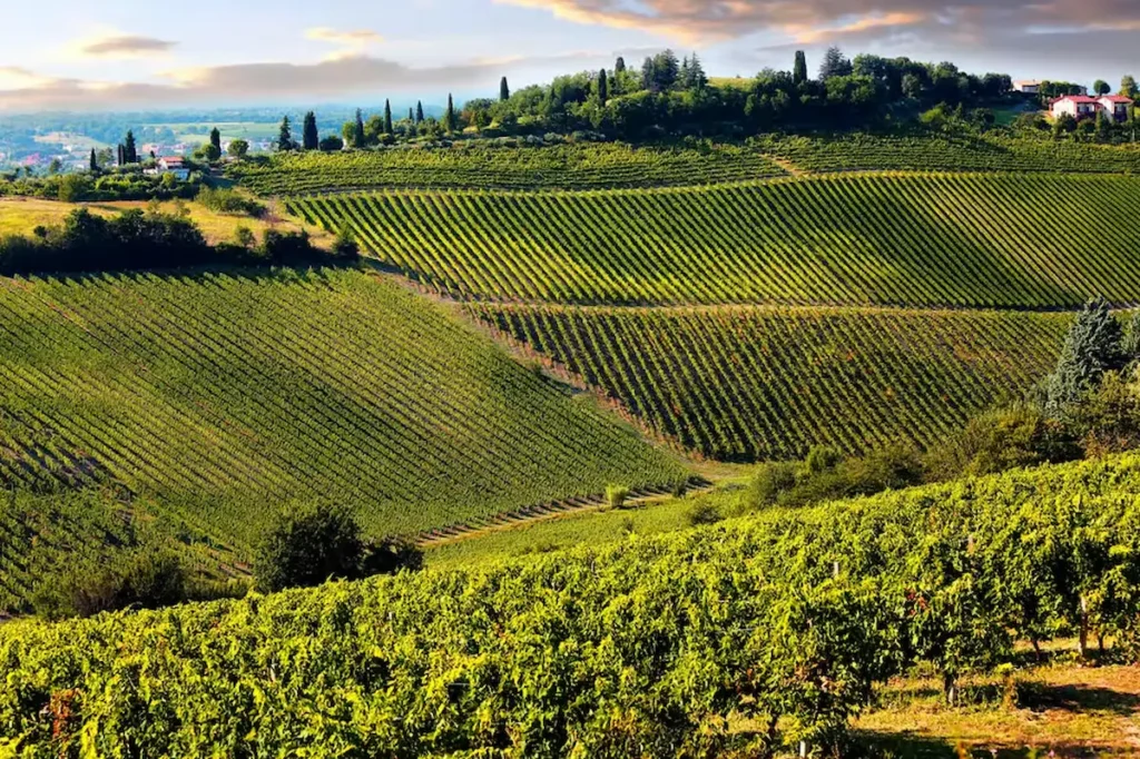 Tuscany Chianti Wine Tasting