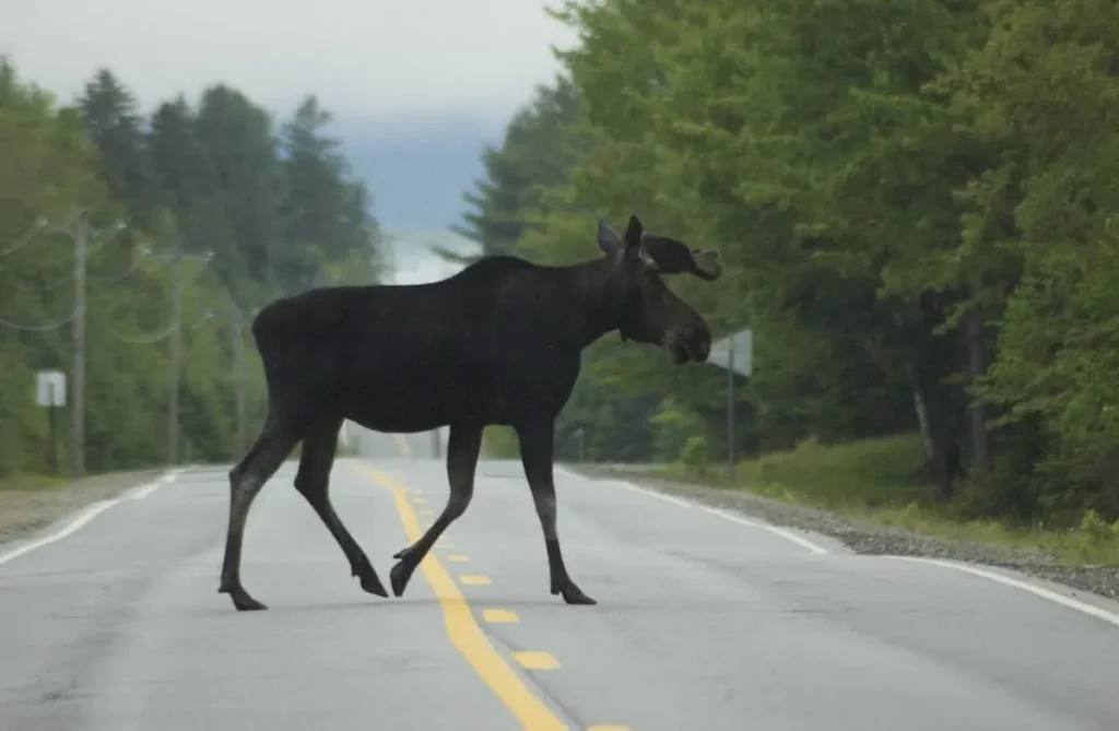 Gorham Moose Tours