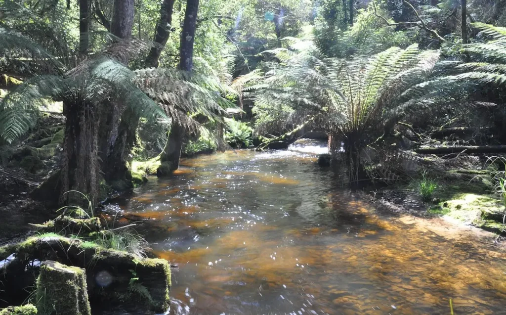 Mount Field National Park