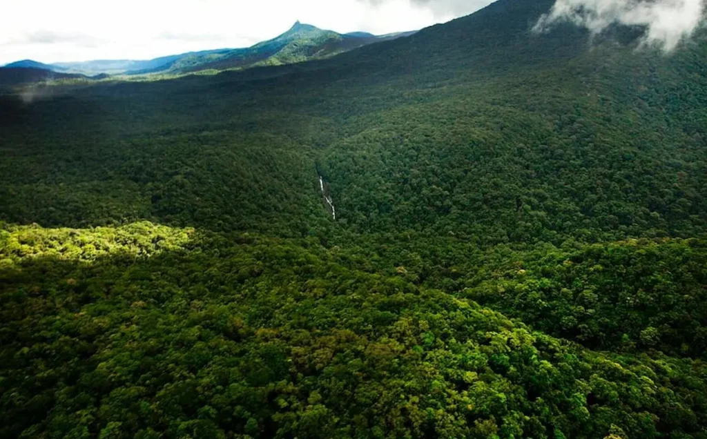 Daintree Rainforest Cooper Creek Wilderness