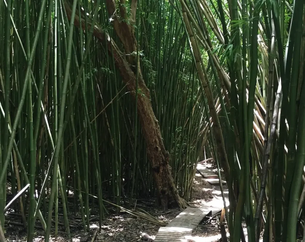 Bamboo Forest