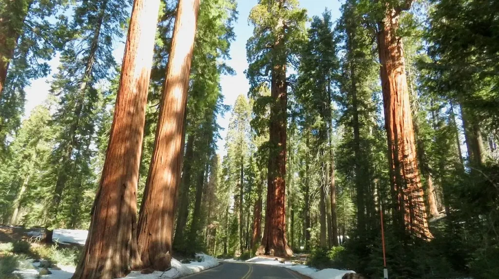 Sequoia National Park