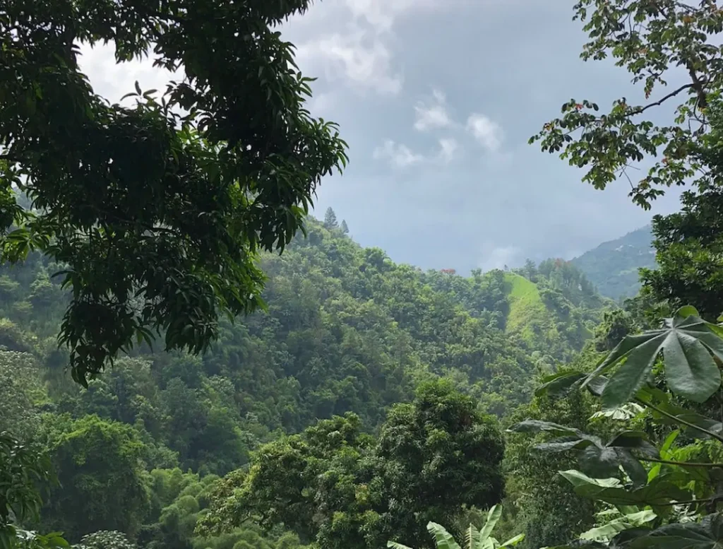 Blue Mountains of Jamaica