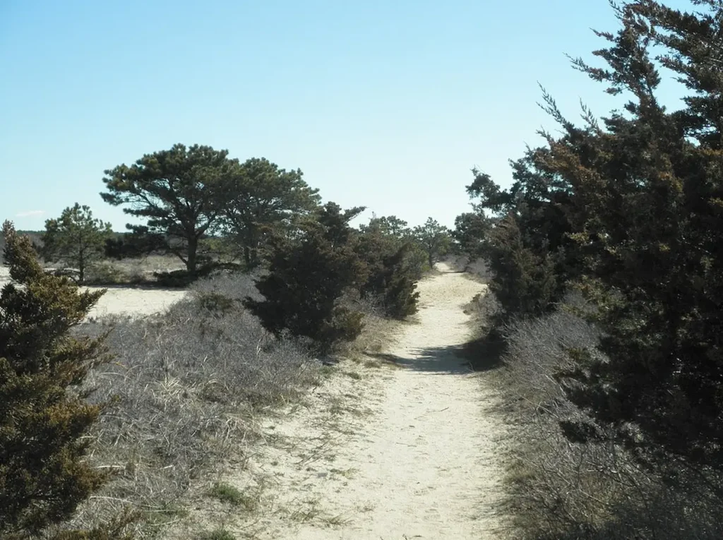 Sandy trail at South Cape Beach State Park