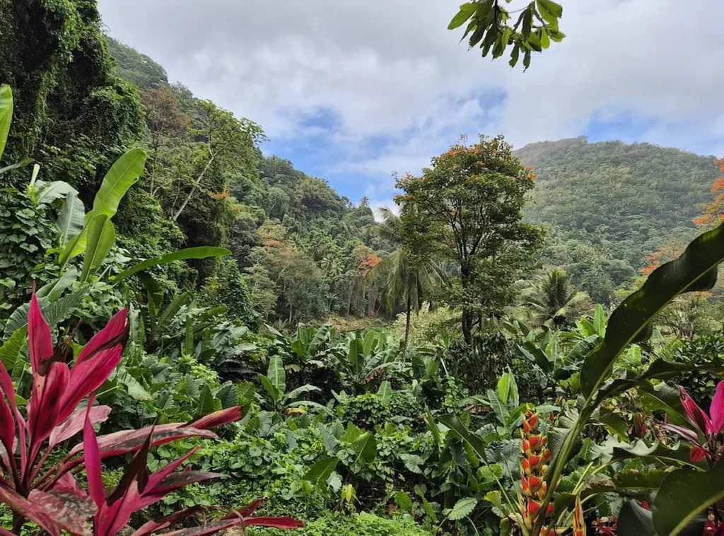 Project Chocolat on the Rabot Estate