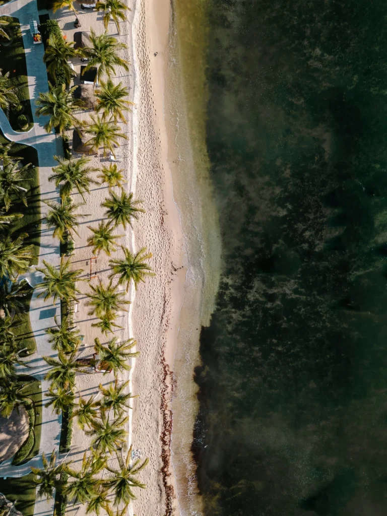 Top-down aerial view of a tropical sandy beach lined with green palm trees next to dark ocean water