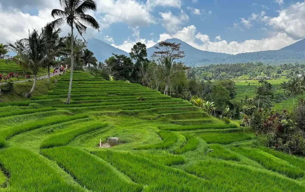 The Rice Terraces Tabanan 