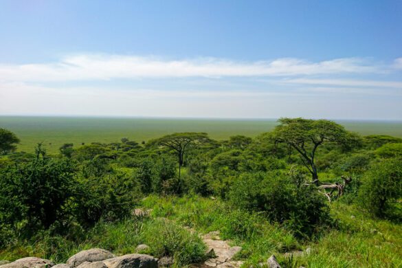 12 INCREDIBLE Places in Tanzania to Visit For Wildlife Lovers