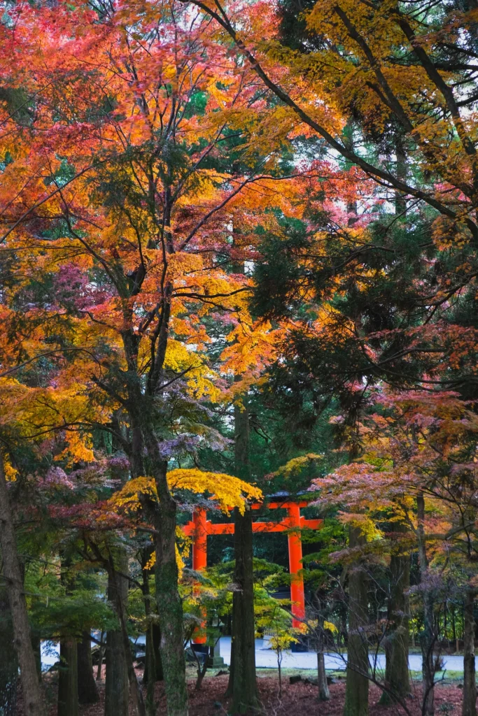 A bright orange torii gate standing amidst towering trees with vibrant red and yellow autumn leaves