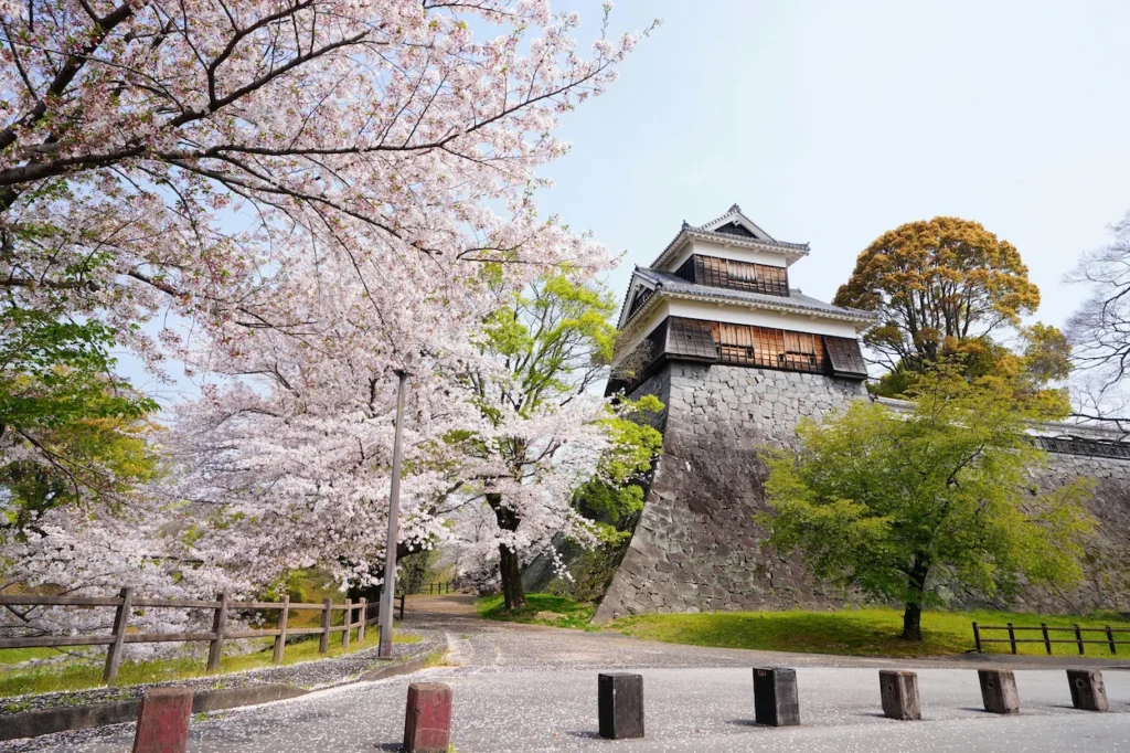 Hitsujisaru Yagura turret of Kumamoto Castle behind blooming pink cherry blossom trees
