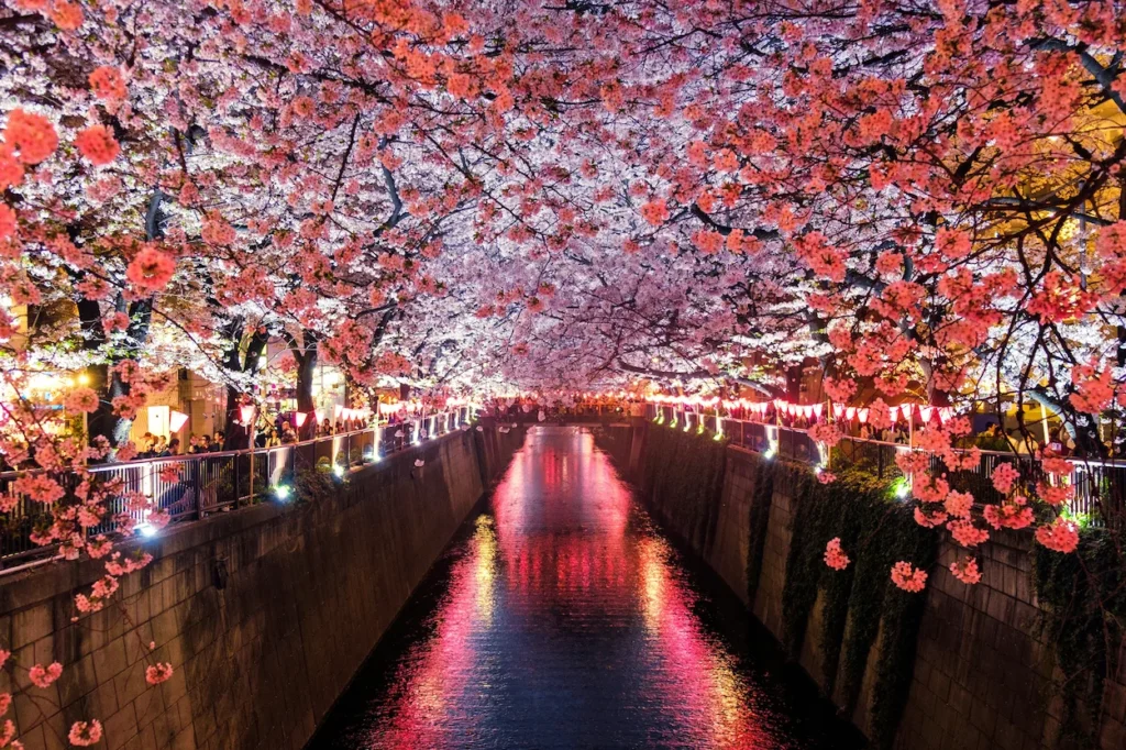 Illuminated cherry blossoms forming a pink canopy over the Meguro River at night in Tokyo
