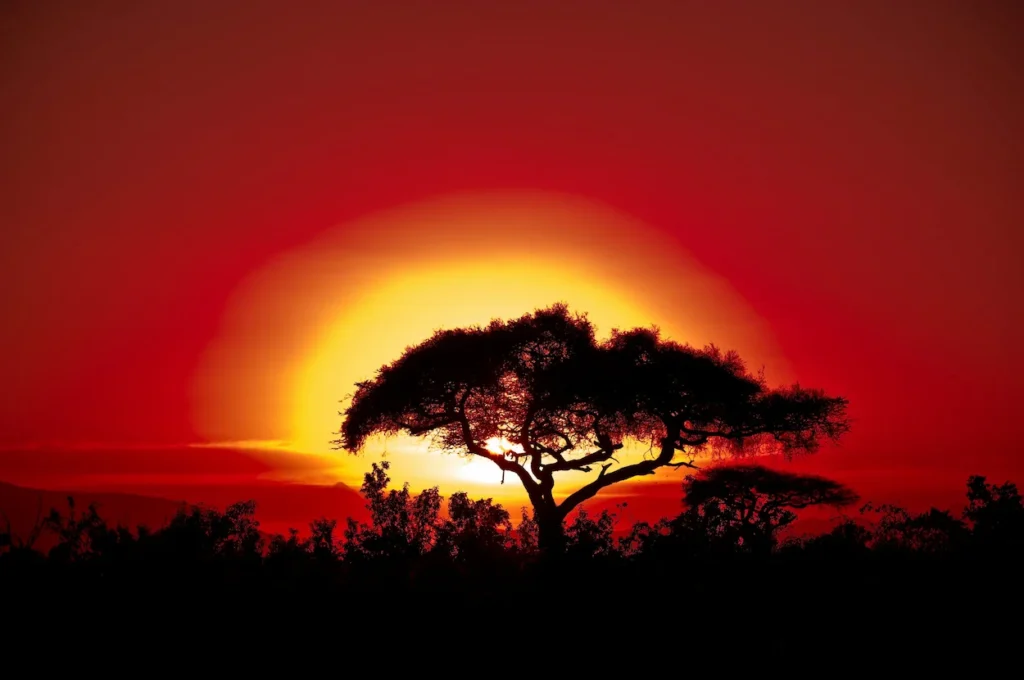Silhouette of an acacia tree against a vibrant red and orange sunset in the African savanna