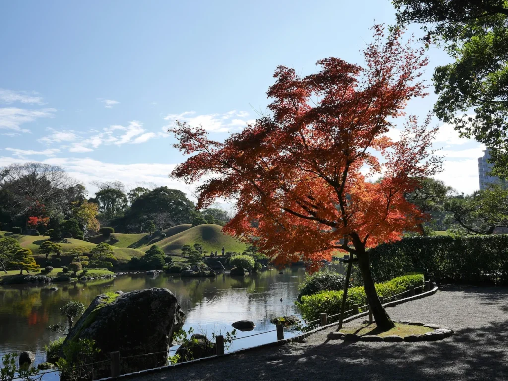 A bright red maple tree next to a calm pond with rolling green hills in Suizenji Garden