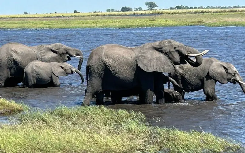 A herd of elephants wading through the river at Chobe National Park.