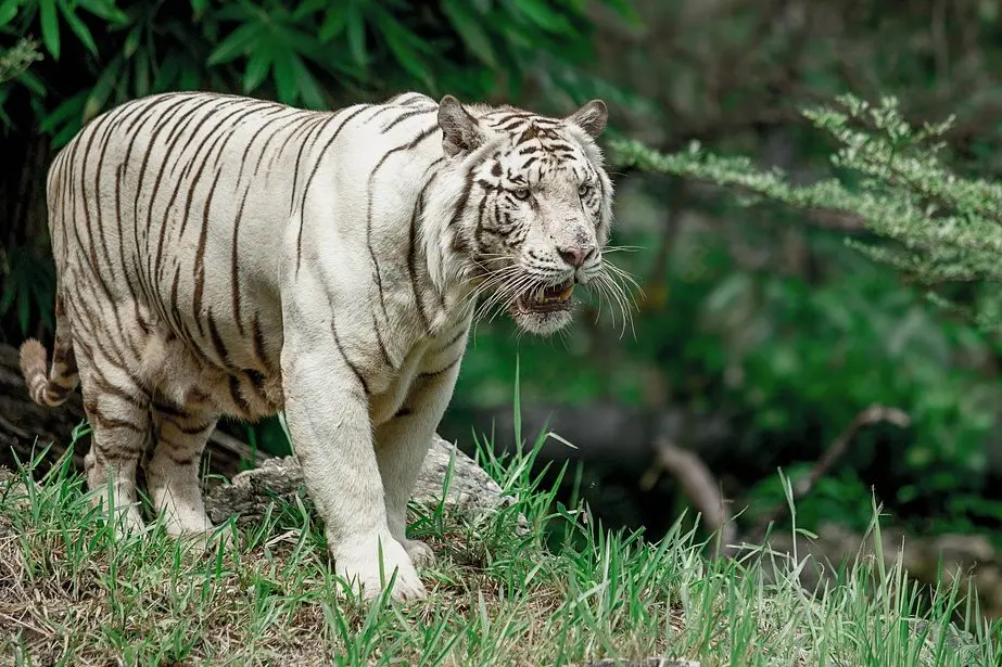 A white tiger walking in Cebu Safari & Adventure Park.