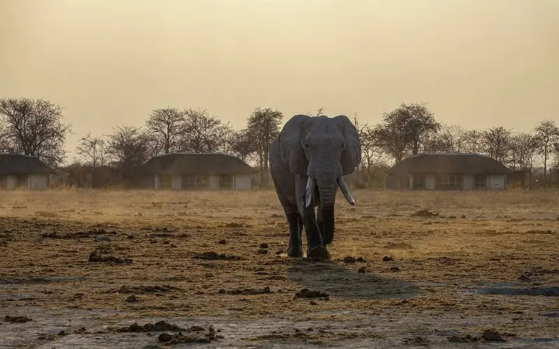 A lone elephant walking across dry land at Nxai Pan National Park.
