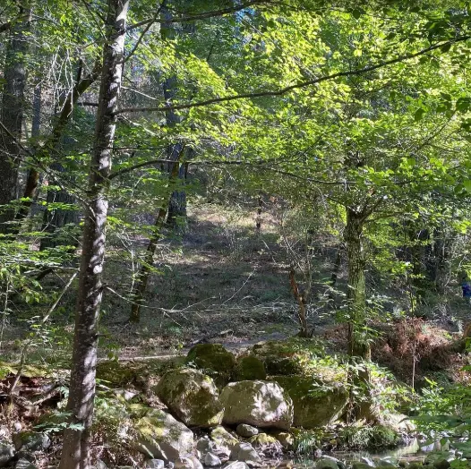  Bothe- Napa Valley State Park