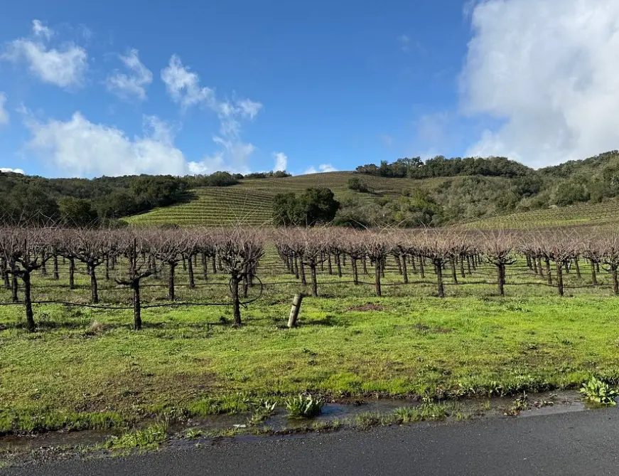 Sonoma Wine Country Electric Trike Tour