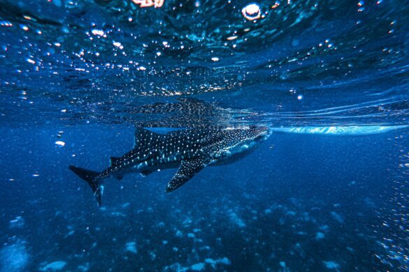 Cebu Philippines Travel Guide: Whale Sharks, Canyoneering, and Beaches