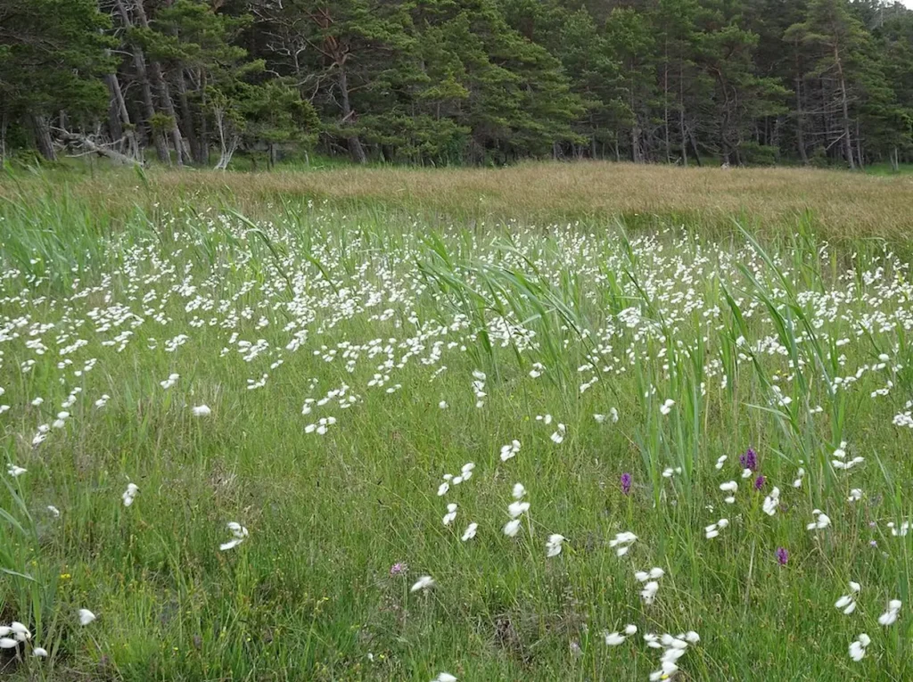 Brucebo Nature Reserve 