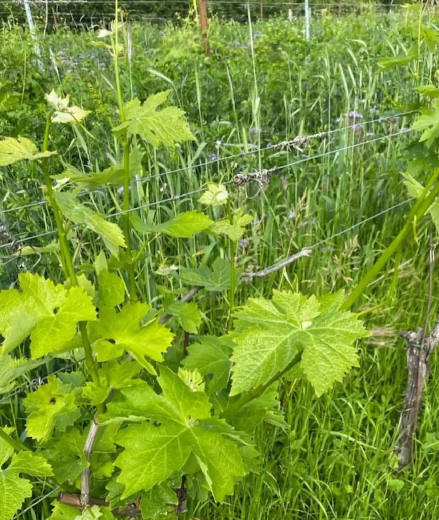 Le Fraghe Vineyard