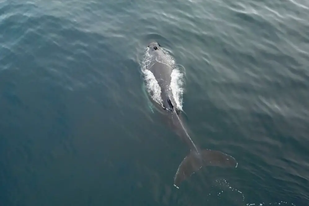 Polar Whale Safari From Tromsø