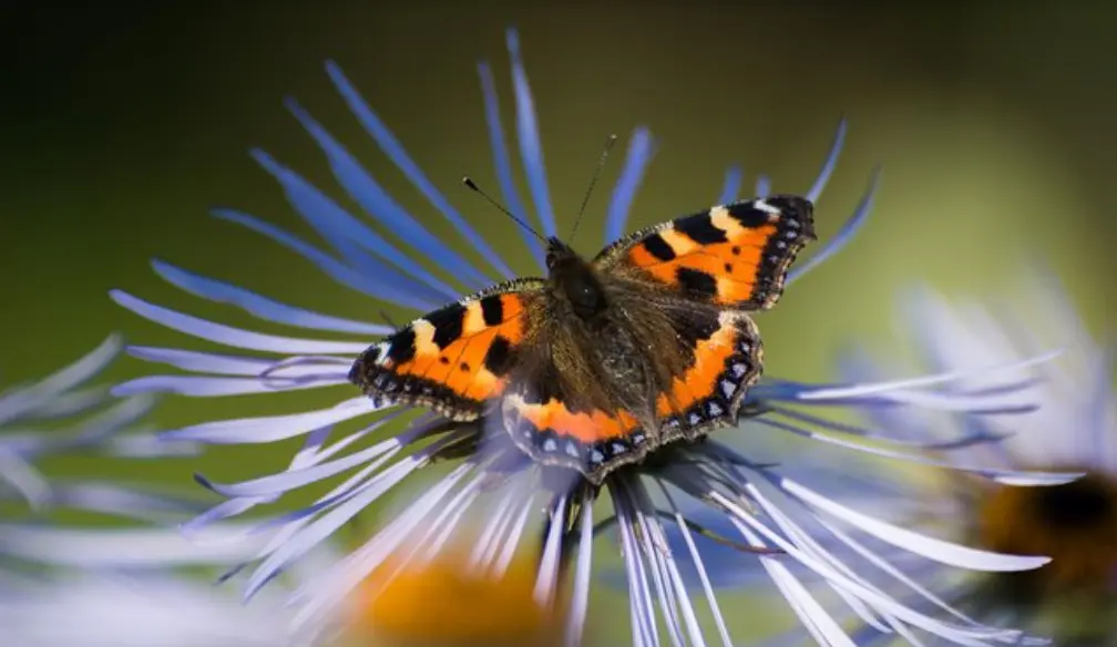 Arctic- Alpine Botanic Garden