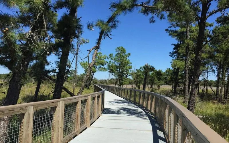 Wooden boardwalk path surrounded by trees at Gordon's Pond.