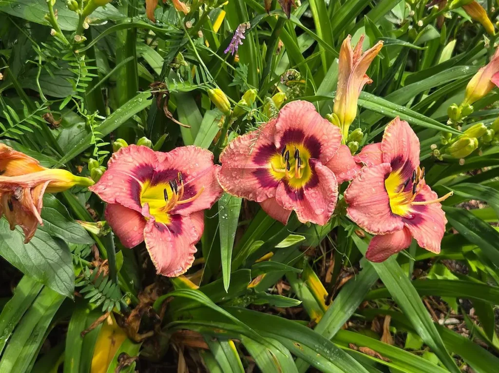 Kennebunkport Historic District Garden Stroll